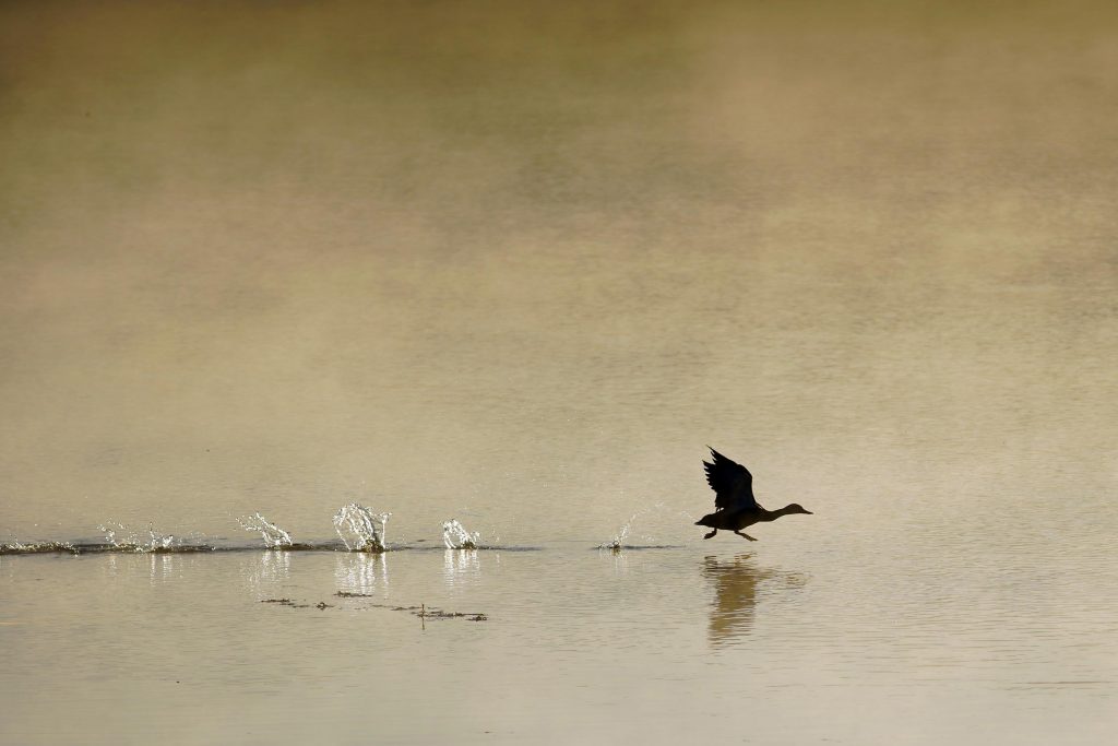 A black bird flying just above some still water.
