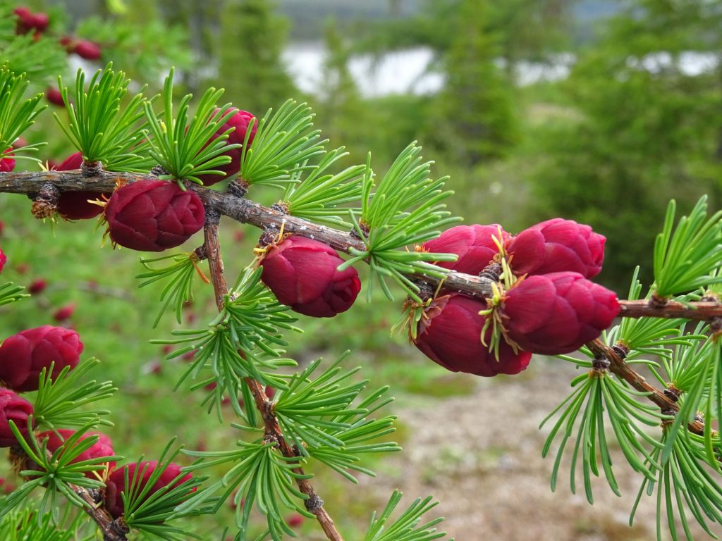 Close-up of a tamarack/eastern larch tree branch in summer. Flowers the colour of raspberry are starting to bloom and are interspersed with clusters of pine-like needles.