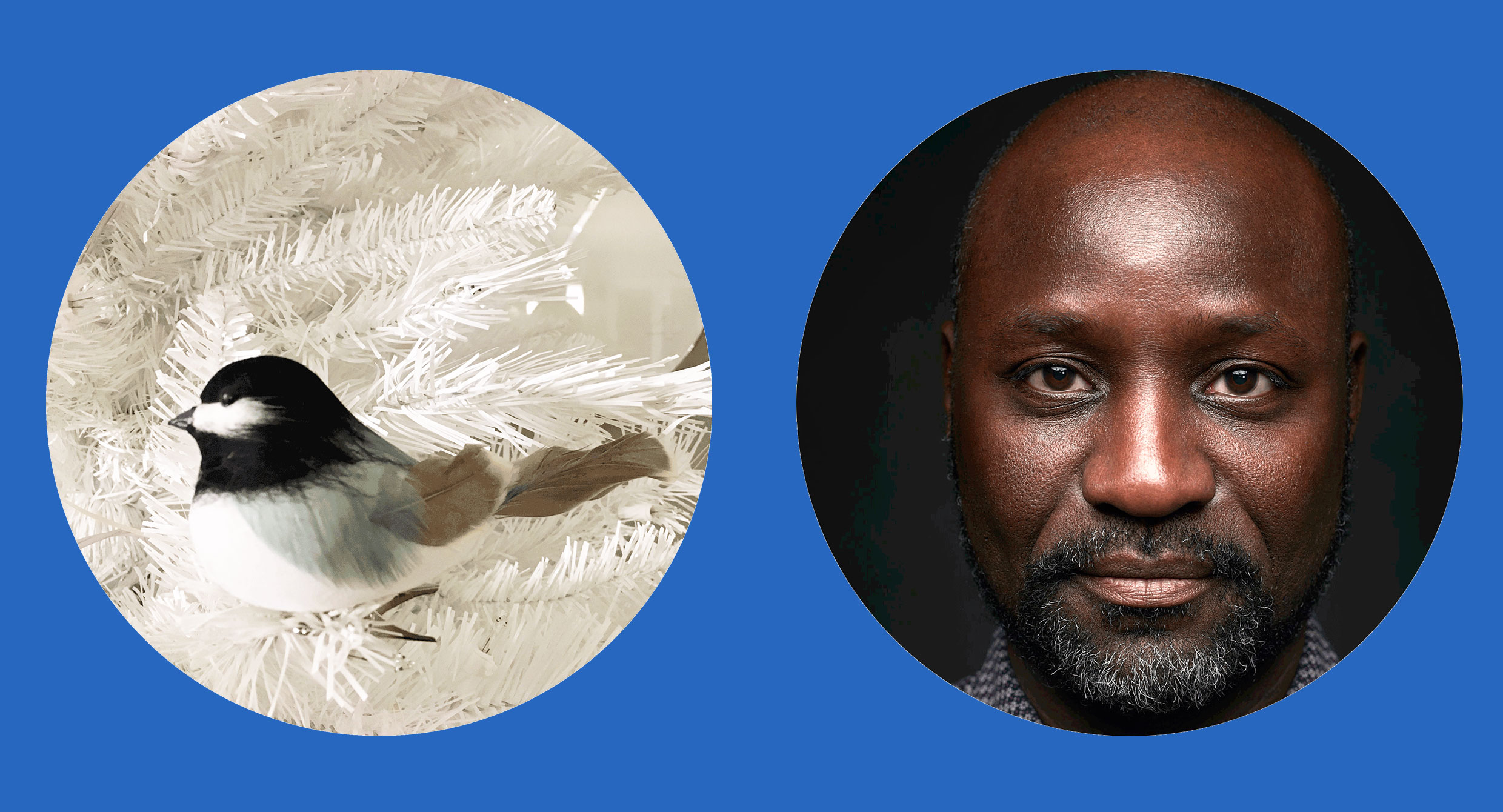 Two circular head shots placed side-by-side on deep blue patterned background. Left: A small bird with dark feathers around the head, a mix of grey and taupe feathers along the wings, and an ivory feathered breast perches on a white evergreen tree. Right: Man with shaved head and salt-and-pepper coloured beard looks directly into the camera. He is not smiling but his eyes reflect a combination of bemusement, weariness, and light. The collar of his button-up shirt can be seen slightly. 