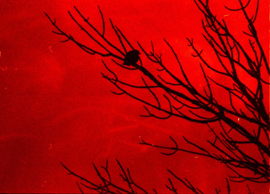 Photo of a bare deciduous tree with many branches in silhouette against a blood red sky. It could be spring with tiny blooms emerging; A small bird with puffy breast sits huddled on the longest branch.